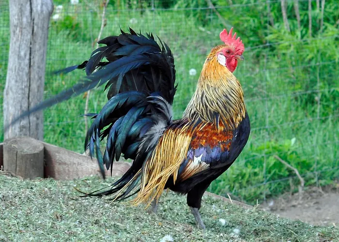 Izba Pod Kasztanem Złocieniec